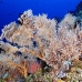 seafan_arch_h_0705_png1030.jpg